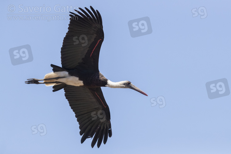 Woolly-necked Stork, adult in flight seen from below